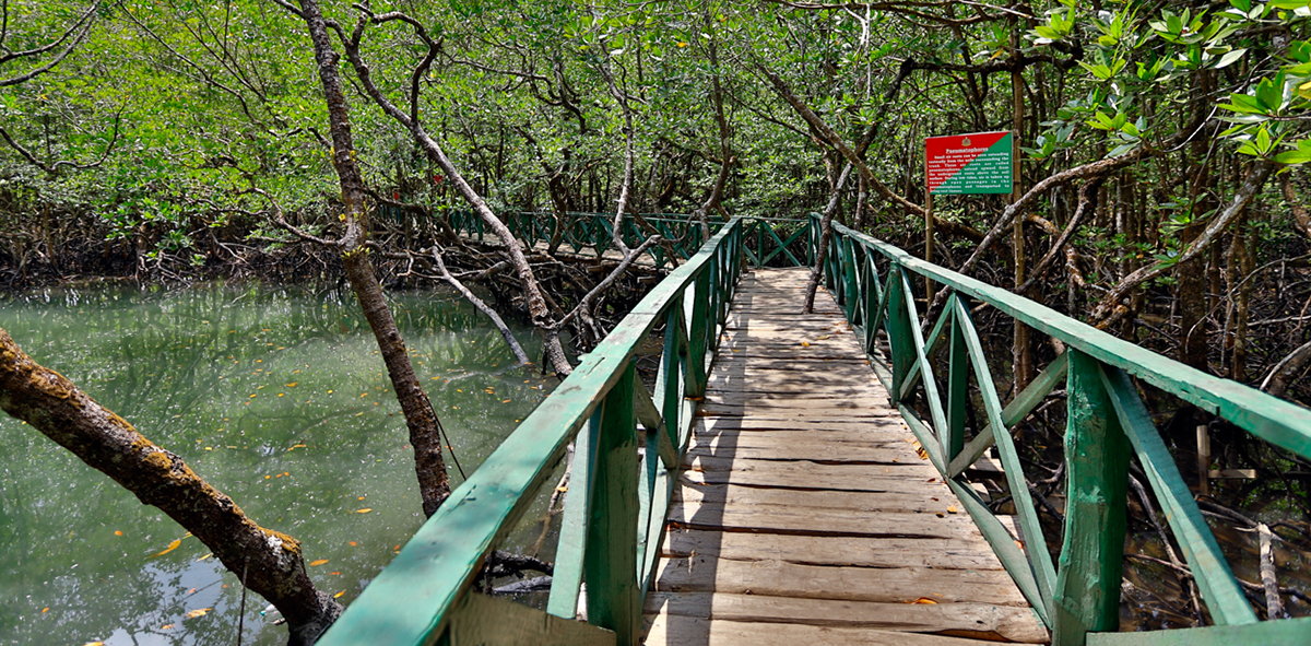 Baratang Island Tour Guide