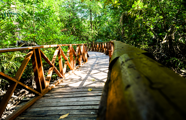 Dhani Nallah Mangrove Walkway