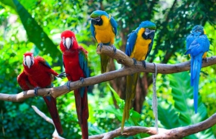 Parrot Island in andaman