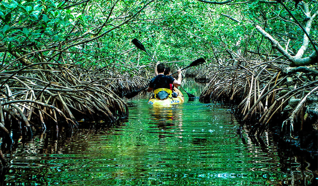Mangrove Creek